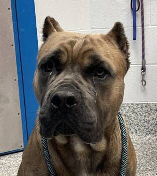 Deebo -  Cane Corso Dog for Adoption in Golden, Colorado - Deebo | PetCurious