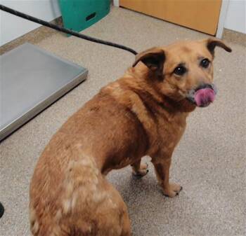 DUNE -  German Shepherd Dog and Mixed Breed Dog for Adoption in Albuquerque, New Mexico - DUNE | PetCurious