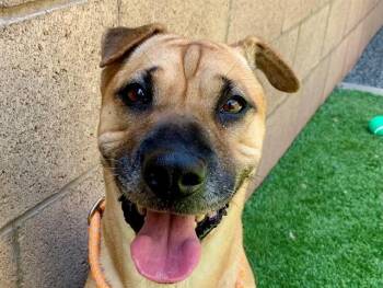 SAVE ME PLEASE Leigh - IDA553348 -  Shar Pei Dog for Adoption in San Marcos, California - SAVE ME PLEASE Leigh - IDA553348 | PetCurious