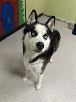 Siberian Husky Dogs Available for Adoption in Indianapolis, Indiana - VIGO | PetCurious