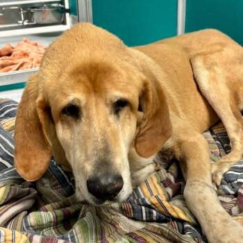 Bonham -  Labrador Retriever and Great Dane Dog for Adoption in Spring Hill, Kansas - Bonham | PetCurious