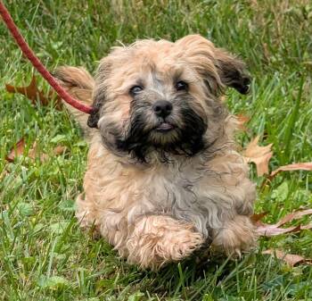 Fila -  Russian Toy Dog Dog for Adoption in Catlettsburg, Kentucky - Fila | PetCurious