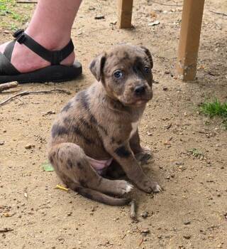 Australian Shepherd and Golden Retriever Dogs Available for Adoption - Kristin Dig | PetCurious