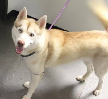 Siberian Husky Dogs Available for Adoption in Lawrenceville, Georgia - Pen 113 Scripture | PetCurious