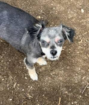 NOIR -  Terrier Dog for Adoption in Broomfield, Colorado - NOIR | PetCurious