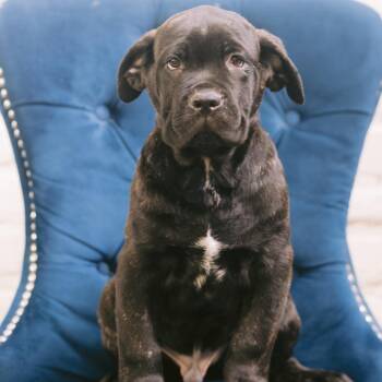 Yam Yam -  Cane Corso Dog for Adoption in Zionsville, Indiana - Yam Yam | PetCurious