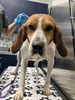 Treeing Walker Coonhound and Mixed Breed Dogs Available for Adoption in North Charleston, South Carolina - 06500B Sissy Girl | PetCurious