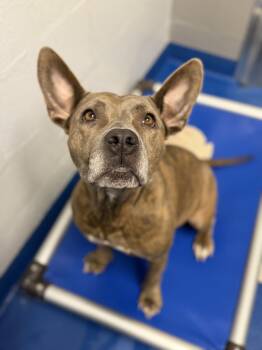Bessie -  Terrier Dog for Adoption in Lancaster, South Carolina - Bessie | PetCurious