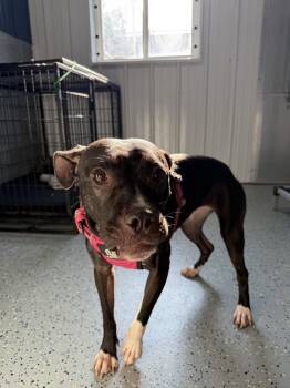 Lola -  Pit Bull Terrier Dog for Adoption in Lockport, New York - Lola | PetCurious