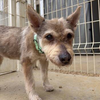 Molly -  Mixed Breed Dog for Adoption in Bentonville, Arkansas - Molly | PetCurious
