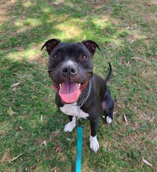 Rescue Pit Bull Terrier Dogs for Adoption in Mesa, Arizona - Luna Bear | PetCurious