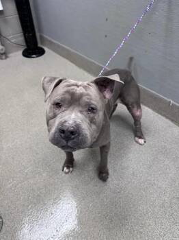 OZZY JR. -  Pit Bull Terrier Dog for Adoption in Las Vegas, Nevada - OZZY JR. | PetCurious