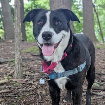 April -  Pit Bull Terrier and Collie Dog for Adoption in Falls Church, Virginia - April | PetCurious