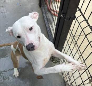 Francis 1064-26 -  Pit Bull Terrier and Mixed Breed Dog for Adoption in Cumming, Georgia - Francis 1064-26 | PetCurious