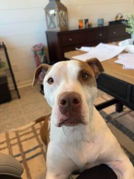 Rescue Pit Bull Terrier Dogs for Adoption in Westland, Michigan - Mia | PetCurious