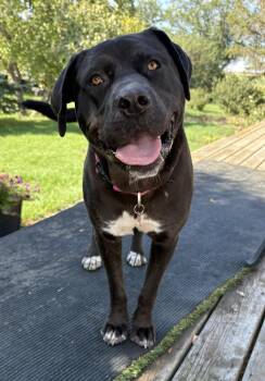 Bear -  Mixed Breed Dog for Adoption in Cando, Saskatchewan - Bear | PetCurious