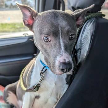 Mixed Breed Dogs Available for Adoption in Greenville, Pennsylvania - Nana | PetCurious