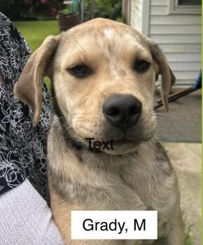Grady -  Husky and Mixed Breed Dog for Adoption in Parma, Ohio - Grady | PetCurious