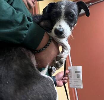 A1913861 -  Terrier and Mixed Breed Dog Available for Adoption in Blythe, California - A1913861 | PetCurious