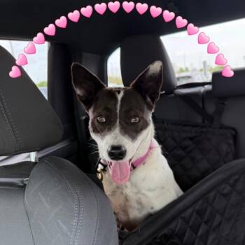 Australian Cattle Dog Blue Heeler Dogs Available for Adoption in Plano, Texas - Emily | PetCurious
