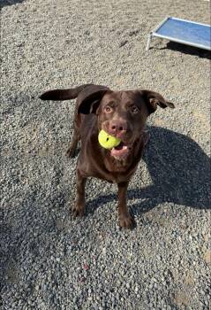 Rescue Chocolate Labrador Retriever Dogs for Adoption in Binghamton, New York - Doug | PetCurious