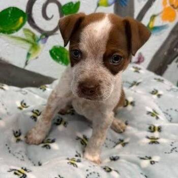 Buck -  Cattle Dog and Mixed Breed Dog for Adoption in Hattiesburg, Mississippi - Buck | PetCurious