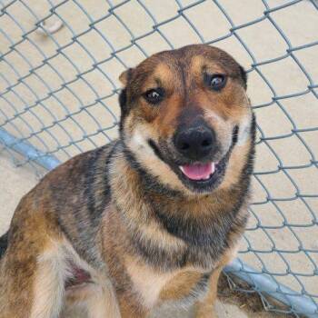 Mixed Breed Dogs Available for Adoption in Elizabeth, Illinois - McDreamy | PetCurious