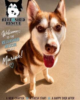 Mariah -  Siberian Husky Dog for Adoption in Cumming, Georgia - Mariah | PetCurious
