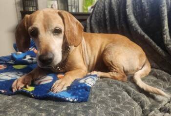 Dachshund and Beagle Dogs Available for Adoption in San Diego, California - Dublin | PetCurious