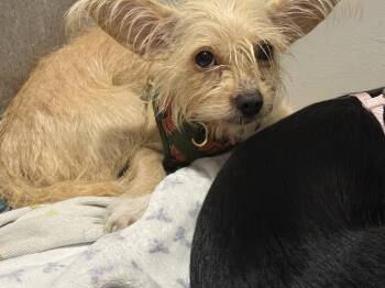Cricket -  Chihuahua Dog for Adoption in Pleasant Valley, New York - Cricket | PetCurious