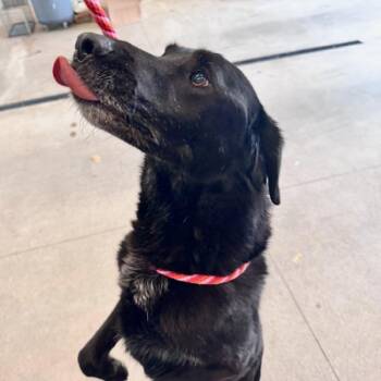 Preslee -  Labrador Retriever Dog for Adoption in Des Moines, Iowa - Preslee | PetCurious