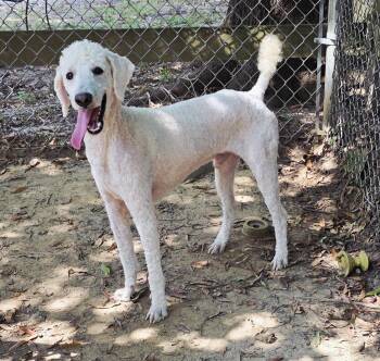 Rescue Standard Poodle Dogs for Adoption in Rossville, Tennessee - Grizzly | PetCurious