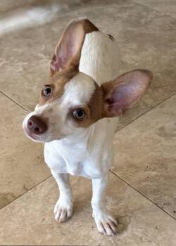 Rescue Chihuahua Dogs for Adoption in Richmond, Texas - Dorothy | PetCurious