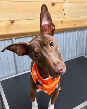 Shredder -  Pit Bull Terrier Dog for Adoption in Chuckey, Tennessee - Shredder | PetCurious