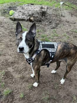 Pit Bull Terrier and American Staffordshire Terrier Dogs Available for Adoption - Luke Skywalker | PetCurious