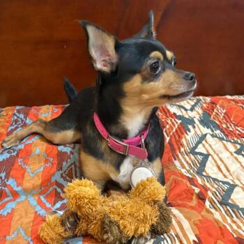 Roxie -  Chihuahua Dog for Adoption in Las Vegas, Nevada - Roxie | PetCurious