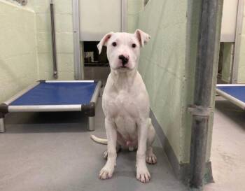 Mixed Breed Dogs Available for Adoption in Durham, North Carolina - Cinco | PetCurious