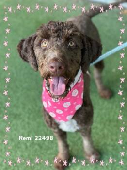 REMI -  Poodle and Labradoodle Dog for Adoption in Marietta, Georgia - REMI | PetCurious