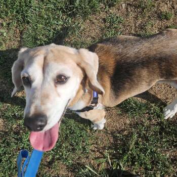 Roger -  Beagle Dog for Adoption in Dover, New Hampshire - Roger | PetCurious
