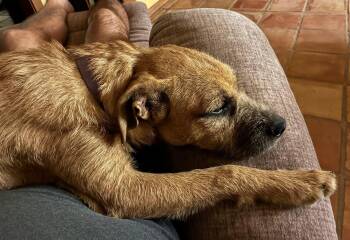 Rescue Terrier Dogs for Adoption in Fort Worth, Texas - Greta | PetCurious