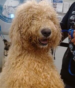 Poodle Dogs Available for Adoption in Oklahoma City, Oklahoma - A474815 | PetCurious