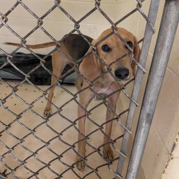 Iris -  Hound Dog for Adoption in Fairfax Station, Virginia - Iris | PetCurious