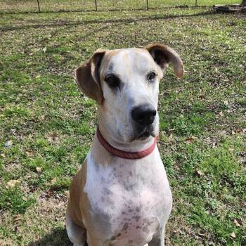 Duke -  Great Dane Dog for Adoption in Houston, Texas - Duke | PetCurious