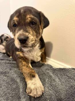 Rescue Mixed Breed Dogs for Adoption in Wando, South Carolina - Bogie | PetCurious