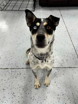 Mixed Breed Dogs Available for Adoption in Minot, North Dakota - Piper | PetCurious