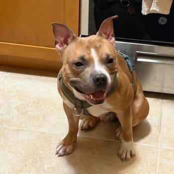 Bruce -  Mixed Breed Dog for Adoption in Vassalboro, Maine - Bruce | PetCurious