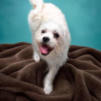 Raine -  Maltese and Mixed Breed Dog for Adoption in Enid, Oklahoma - Raine | PetCurious