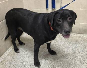 STELLA -  Labrador Retriever and Mixed Breed Dog for Adoption in Conroe, Texas - STELLA | PetCurious