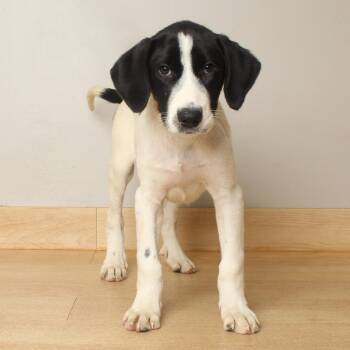 Batman D69798 -  Labrador Retriever and Border Collie Dog for Adoption in Minnetonka, Minnesota - Batman D69798 | PetCurious