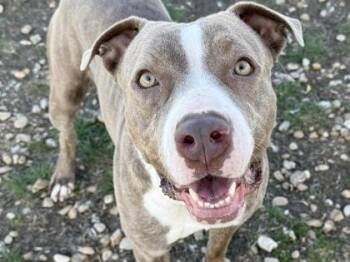 Rescue Mixed Breed Dogs for Adoption in Georgetown, Texas - Blossom | PetCurious